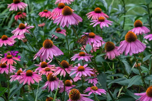 Monarch Butterfly Feeds Purple Coneflower — Stock Photo, Image