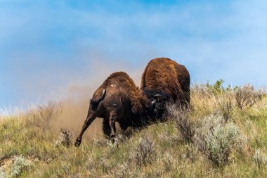 Theodore Roosevelt Ulusal Parkı 'nda Bison Boğaları Savaşıyor