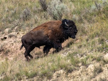 Bizon Boğası Tepeye Tırmanıyor