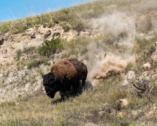 Bison Bull Corriendo Colina Abajo Parque Nacional Theodore Roosevelt —  Fotos de Stock