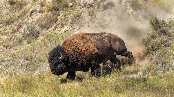 Bison Bull Runs in the Prairie