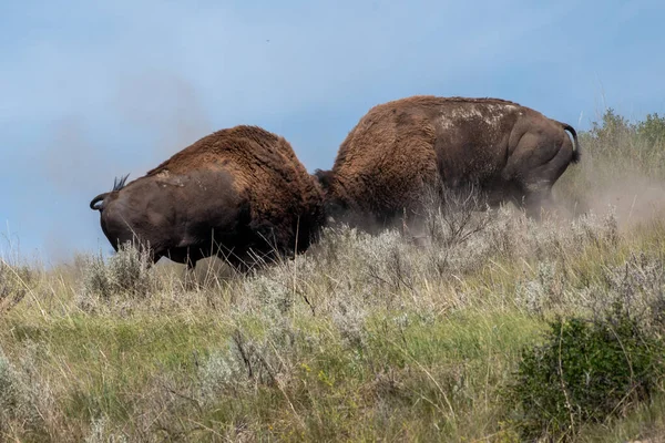 Bison Bulls Στη Μάχη Στο Εθνικό Πάρκο Theodore Roosevelt — Φωτογραφία Αρχείου