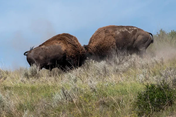 Bisonbullen Theodore Roosevelt Nationalpark — Stockfoto