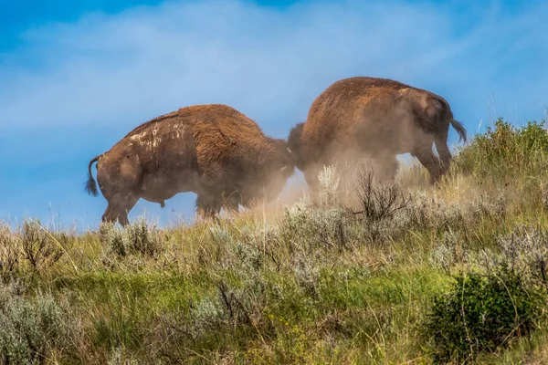 Toros Bisonte Combate Parque Nacional Theodore Roosevelt — Foto de Stock