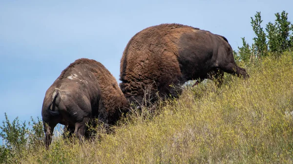 Toros Bisonte Combate Parque Nacional Theodore Roosevelt — Foto de Stock