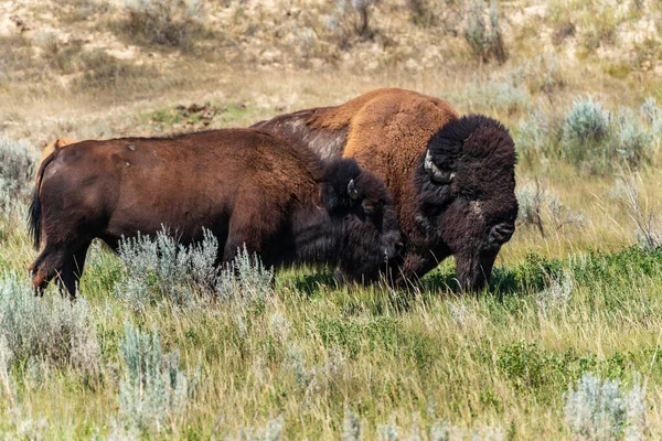 西奥多 罗斯福国家公园的Bison Grazing夫妇 — 图库照片