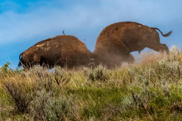 西奥多 罗斯福国家公园的野牛战斗 — 图库照片