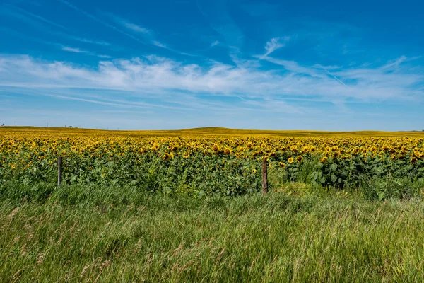 Kuzey Dakota Daki Ayçiçeği Tarlası Stok Resim