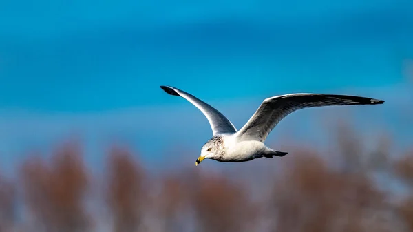 Herring Gull Flying Minnesota — Stock Photo, Image