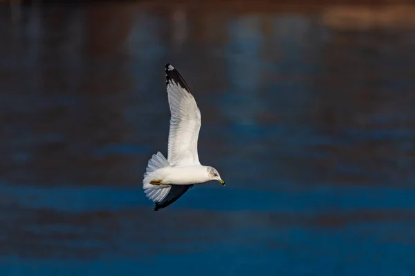 Herring Gull Flying Minnesota — Stock fotografie