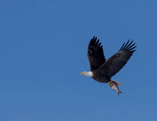 Bald Eagle przenoszenia ryb — Zdjęcie stockowe