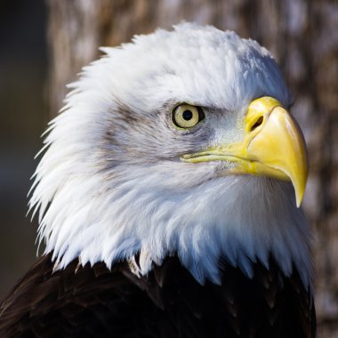 Kel Kartal