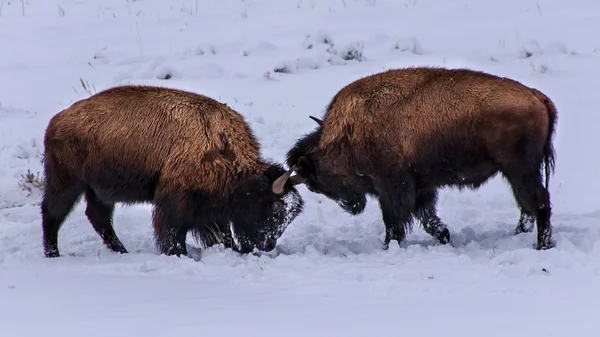 Rangelei mit Bisons — Stockfoto