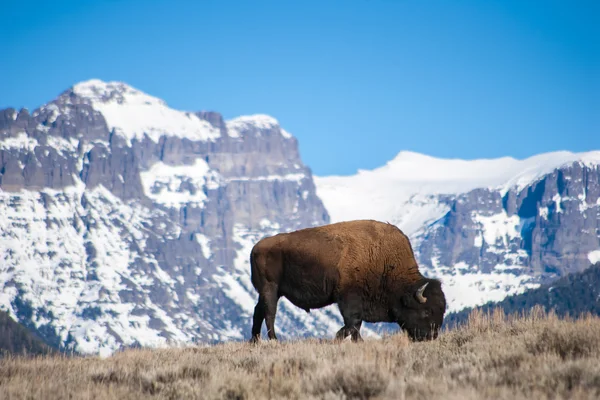 Bison pastvě poblíž Snow-Capped vrcholy — Stock fotografie