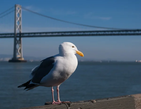 Een westerse meeuw in de buurt van de San Francisco-Oakland Bay Bridge — Stockfoto