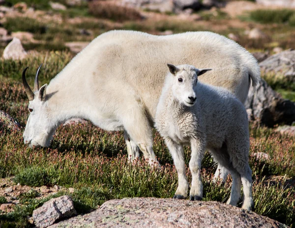 Bergziegen - Ziege und Kind — Stockfoto