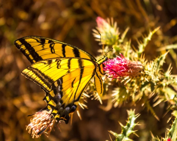 Western Tiger Swallowtail Butterfly — Stock Photo, Image