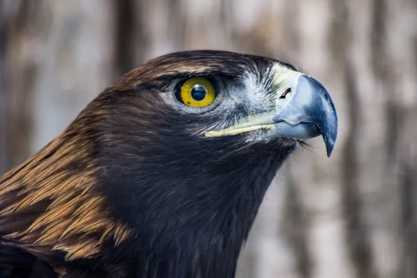 Golden Eagle — Stock Photo, Image