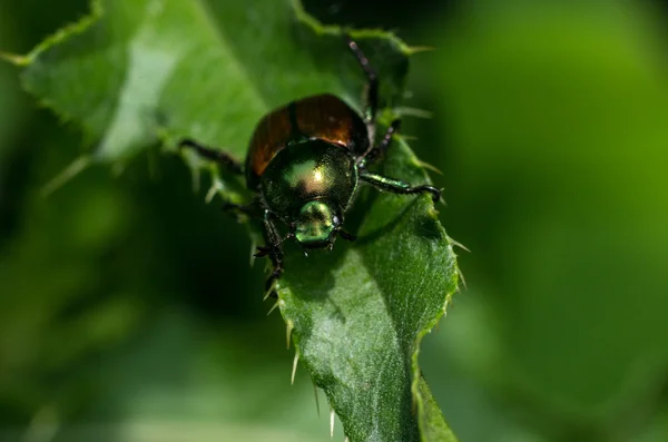 Glänsande blad slitskydd skalbagge — Stockfoto