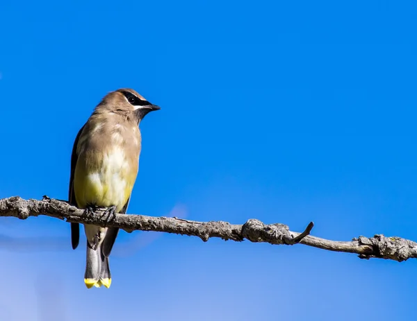 Cedar waxwing — Stock fotografie