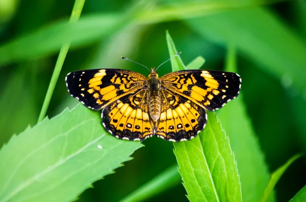 Borboleta Tawny Crescent — Fotografia de Stock