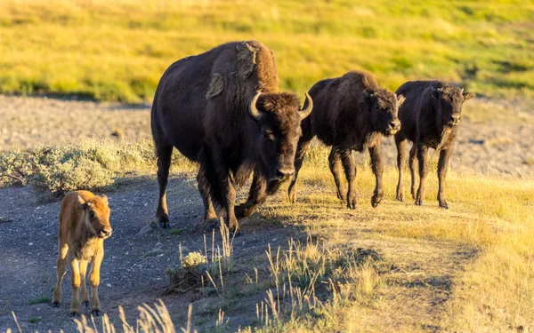 Bison no Parque Nacional de Yellowstone — Fotografia de Stock