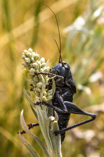 Mormon Cricket au parc national Yellowstone — Photo