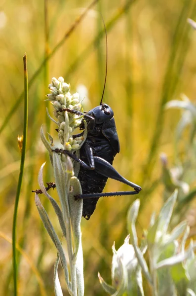 Mormon Cricket på Yellowstone National Park — Stockfoto