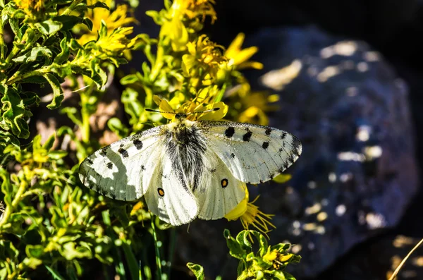 White Butterfly — Stock Photo, Image