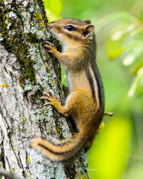 Doğu chipmunk
