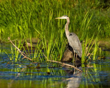 Büyük Mavi Balıkçıl