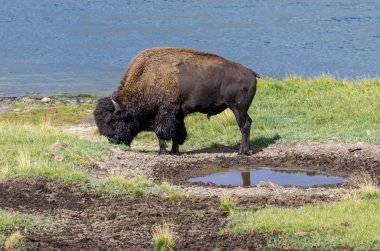 Bison, sulama delik