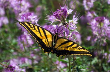 Batı kaplan swallowtail kelebek