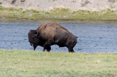 Bizon Yüzme Yellowstone Irmağı '