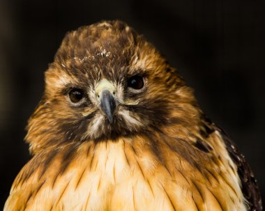 Kırmızı - kuyruklu şahin