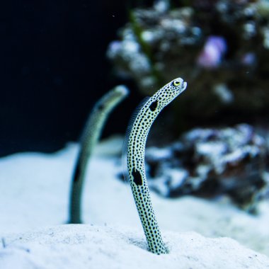 yılan balığı balık