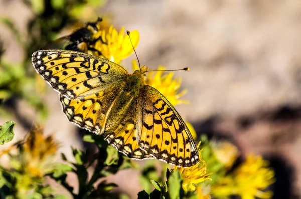 Crescent Butterfly — Stock Photo, Image