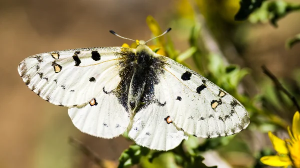 Borboleta branca — Fotografia de Stock