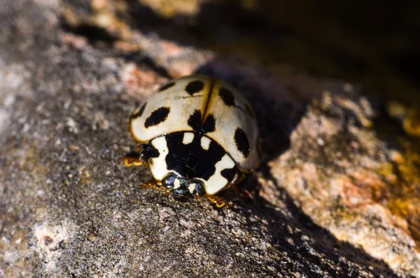 Гигантский Ladybug — стоковое фото