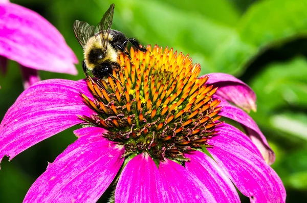 大黄蜂在紫色金光菊 — 图库照片
