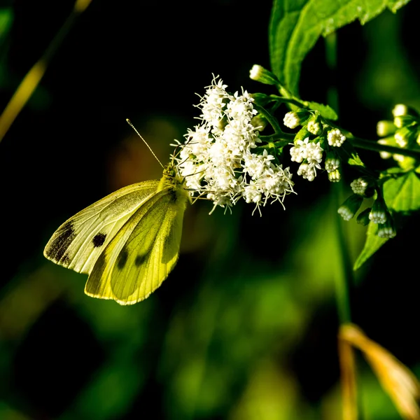 White Butterfly on White Flowers — Stock Photo, Image