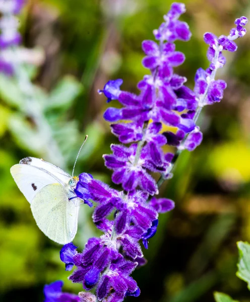 Borboleta branca na flor de salva — Fotografia de Stock