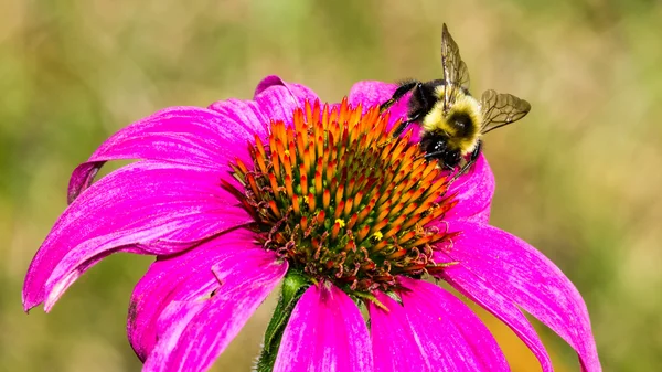 Abeja Bumble en Coneflower púrpura — Foto de Stock