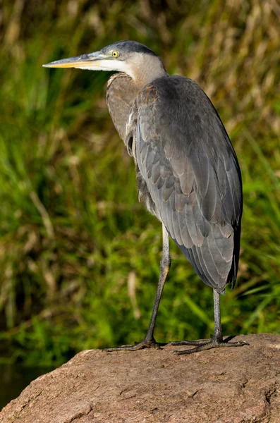 Great Blue Heron — Stock Photo, Image