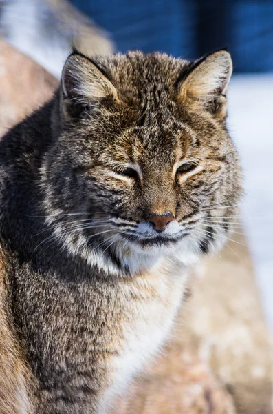 Bobcat. — Fotografia de Stock