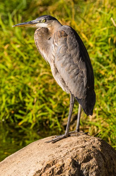 Blaureiher — Stockfoto