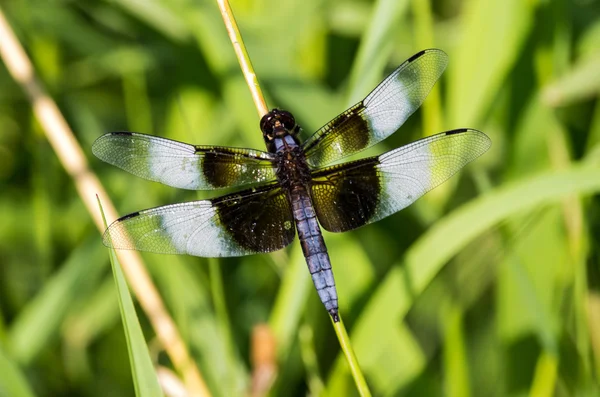 Vdova skimmer — Stockfoto