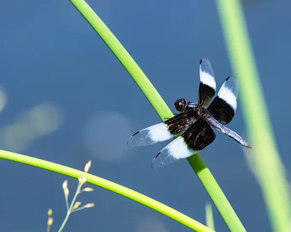 Widow Ski — стоковое фото