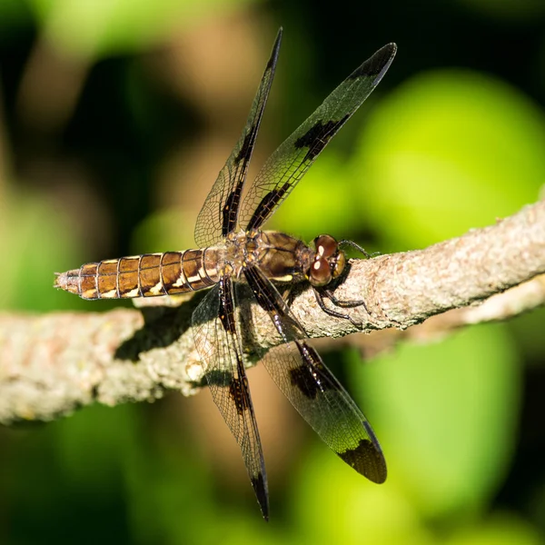 Prince Baskettail Dragonfly — Stock Photo, Image