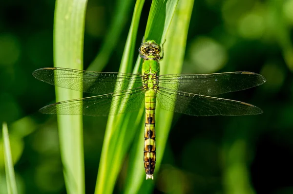 Common Pondhawk Dragonfly — Stock Photo, Image